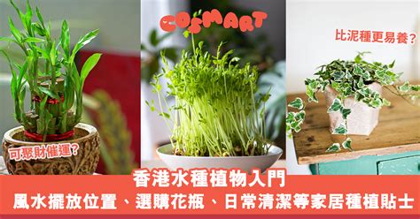 在家種植物|水種植物新手入門！ 15 種室內植物推薦 種植好處/開。